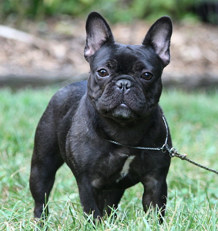 Must Be Frenchies | French Bulldog Puppies For Sale